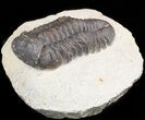 Bargain, Reedops Trilobite - Atchana, Morocco #47373-1